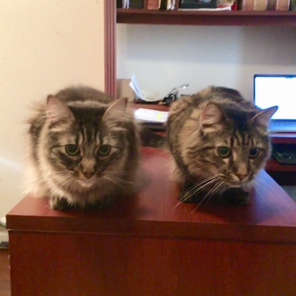 Meet your Posher, Susan - Picture 4 of 6